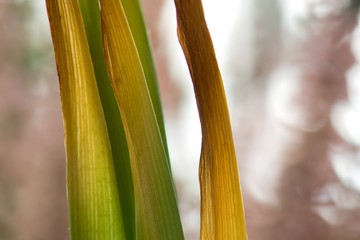 Drying leaves of flowers, drought season little water background.