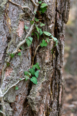 Creeper plant with green leaves wrapping a tree trunk