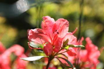Beautiful pink flower, macro picture