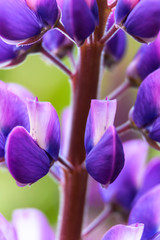 Close-up view of purple lupine in the nature during spring season in Patagonia, Argentina