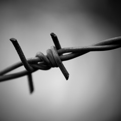 Barbed wire barrier war territory, roadblock quarantine on background.