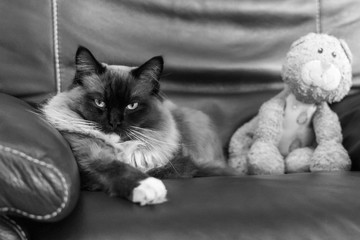 Fluffy Cat