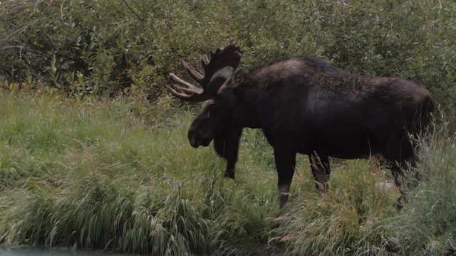 Close up of Moose eating tall grass by lake in mountains in slow motion. Slo mo rocky mountain wildlife video.