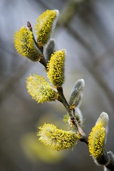 Cats are one of the symbols of spring and Easter. Typically, they are twigs of the willow, with partially budding buds - flowers