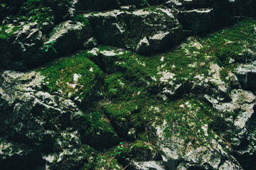Natural texture of green plants growing in rocks