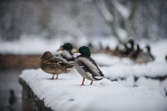 mallard ducks (Anas platyrhynchos) standing on snow-covered ledge during winter snowfall. male drake with green head. for seasonal content, illustrating resilience of animals in cold weather