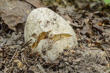 Medicinal mushroom- phallus impudicus