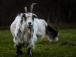 Obraz premium Close up Portrait of a Dutch Landrace goat with dorcas horns. Photo taken at Mariapeel, Limburg, the Netherlands.