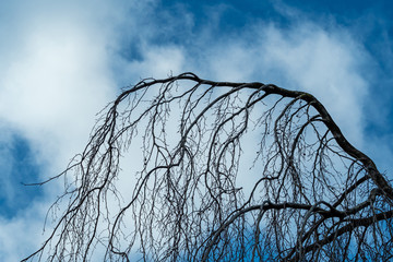 out reaching branches with many thin  sub branches hanging under it under cloudy blue sky in the...