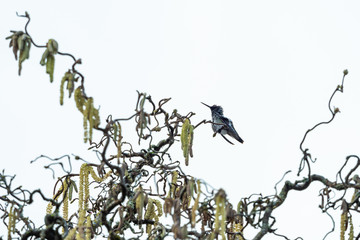 one cute anna's hummingbird resting on the tip of the branch scratching its neck with its claw