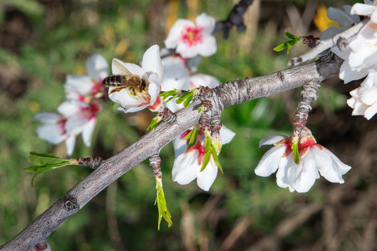 Domesticated Prunus dulcis, commonly known as sweet almond tree, with fresh twigs, brunches abundant in flowers and visited by bees collecting pollen, in Santiago del Teide, Canary Islands, Spain