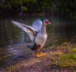 BIRD WATER DUCK ANIMAL GOOSE NATURE LAKE PEAK FEATHER OPEN WINGS GREEN LAWN FLORIDA © Alberto GV PHOTOGRAP