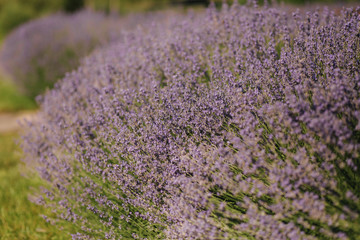 Fototapeta na wymiar Lavander in summer park. Beautiful purple flowers