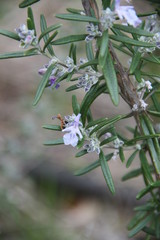 Salvia rosmarinus officinalis mediterranean plant