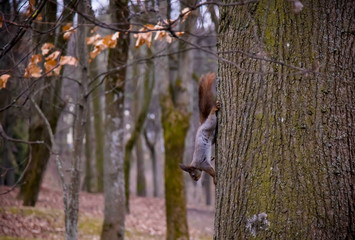 Squirrel descends from tree