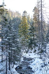 Bialy Potok stream in Bialego Valley (Dolina Bialego), Zakopane, Poland