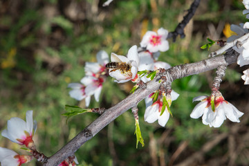 Domesticated Prunus dulcis, commonly known as sweet almond tree, with fresh twigs, brunches abundant in flowers and visited by bees collecting pollen, in Santiago del Teide, Canary Islands, Spain