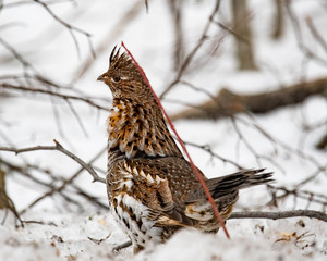 Ruffed grouse in snow