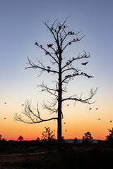 tree and vulture silhouette at sunset 