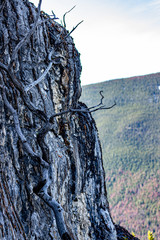 dead tree on a cliff