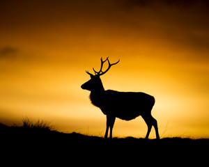 Fototapeta na wymiar Red Deer Sunset in Scotland