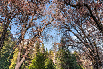 Yosemite National Park Valley, forest with colorful trees and ancient giant sequoias, by the end of Autumn and beginning of Winter Season, California, United States of America.