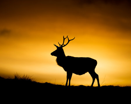 Red Deer Sunset in Scotland