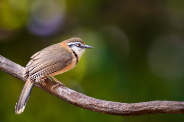 Greater Necklaced Laughingthrush on branch on green background.