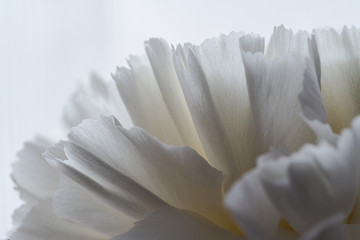 details and textures of white flower petals, white carnation, Dianthus caryophyllus, illuminated with natural light