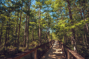 boardwalk in the forest