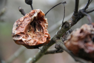 Brown dried rotten apple in an orchard