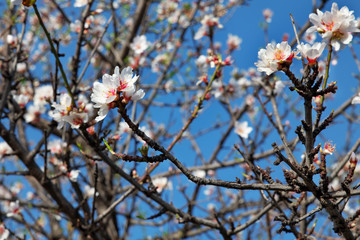 Domesticated Prunus dulcis, commonly known as sweet almond tree, with fresh twigs, brunches abundant in pale-pink flowers on 