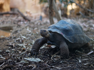 Close-up of Aldabra giant tortoise (Aldabrachelys gigantea) looking at the camera