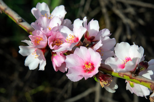Beautiful pale pink flowers in bloom of Prunus dulcis, commonly known as sweet almond tree, domesticated fruit tree cultivated in warmer Mediterranean climate, popular for its delicious production