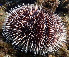Costa Rica sea life
