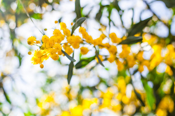Mimosa, Acacia dealbata. Branch with yellow flowers.