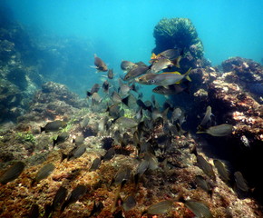 Costa Rica sea life