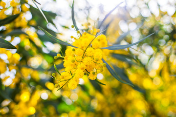 Mimosa, Acacia dealbata. Branch with yellow flowers.