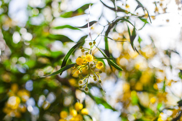 Mimosa, Acacia dealbata. Branch with yellow flowers.
