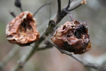 Brown dried rotten apple in an orchard