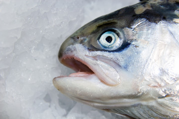 Closeup of fish heads on ice at a fish market. Mouths open