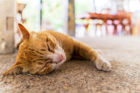 Close up picture of orange cat sleeping on the floor