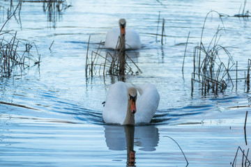 Dwa płynące łabędzie. © boguslavus