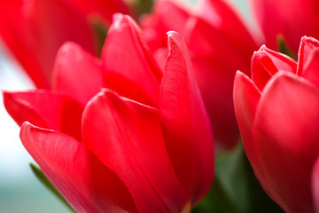 Fototapeta premium Close-up bouquet of red tulips with open buds. Holiday Background.