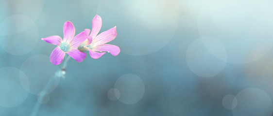 pink flower with blue bokeh background