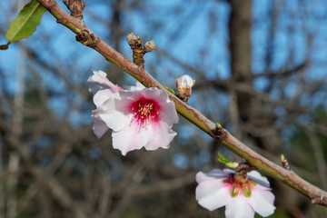Few solitary pale pink almond flowers in bloom of the domesticated fruit tree Prunus dulcis, cultivated in warmer Mediterranean climate, popular for its delicious and healthy production of almonds