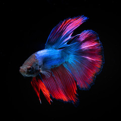 Fototapeta premium Beautiful Blue Red Betta Fish with Black Background 