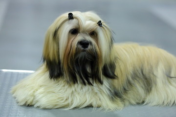 Naklejka na ściany i meble Shih tzu - a good thoroughbred dog, well manicured ready for the exhibition.