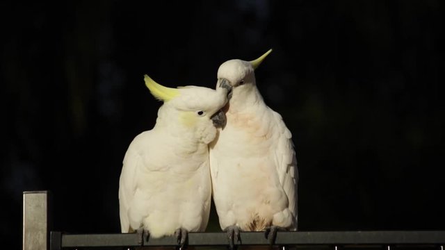 cockatoo pare couple parrot grooming  video wildlife animal early morning in Queensland Australia love