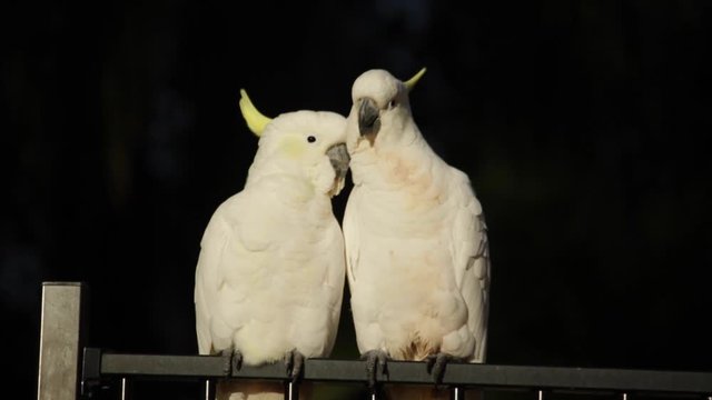 cockatoo pare couple parrot grooming  video wildlife animal early morning in Queensland Australia